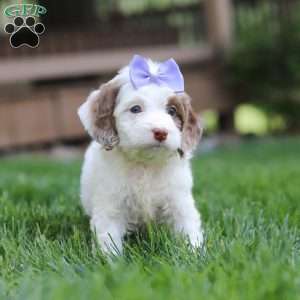 Jewel, Cockapoo Puppy